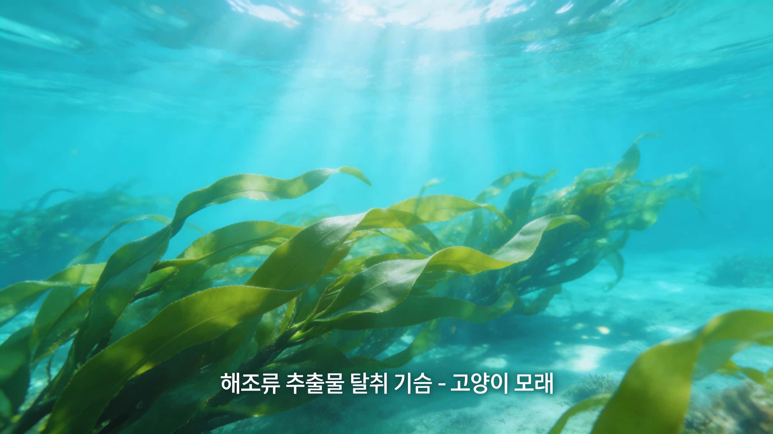 고양이모래 추천｜냄새 걱정 없는 탈취 카사바 고양이 모래, 해조 카사바 고양이 모래의 장점