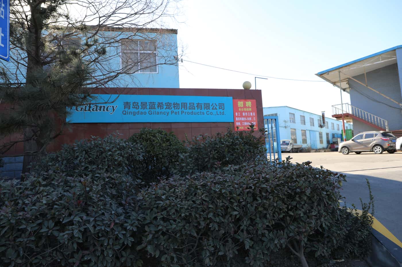 Why Distributors Choose Gilancy — The Qingdao Factory Producing Plant-Based Litter for 30+ Countries